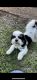Havapoo Puppies for sale in Ocala, FL, USA. price: NA