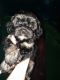 Havapoo Puppies for sale in Copperas Cove, TX 76522, USA. price: $750