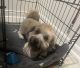 Havapoo Puppies for sale in Rosenberg, TX, USA. price: NA