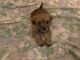 Havapoo Puppies for sale in Hillsboro, OR, USA. price: $1,600