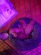Havapoo Puppies for sale in 11228 Main St, Honor, MI 49640, USA. price: NA