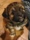 Havapoo Puppies for sale in 11702 32nd St, Santa Fe, TX 77510, USA. price: $1,200