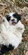 Havapoo Puppies for sale in Texas City, TX, USA. price: NA