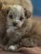 Havapoo Puppies for sale in Greer, SC, USA. price: NA