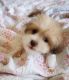 Havapoo Puppies for sale in Palm Beach Gardens, FL, USA. price: NA
