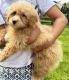 Havapoo Puppies for sale in West Chester Township, OH 45069, USA. price: NA