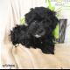 Havapoo Puppies for sale in 10567 Frasier Fir Ln, Waldorf, MD 20603, USA. price: NA