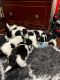 Havapoo Puppies for sale in Renton, WA 98058, USA. price: $2,000