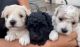 Havapoo Puppies for sale in Johnstown, PA, USA. price: NA