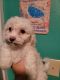 Havapoo Puppies for sale in Prairie City, IL 61470, USA. price: $600