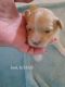 Havapoo Puppies for sale in Tucson, AZ, USA. price: NA