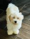 Havapoo Puppies for sale in Austin, TX, USA. price: $560