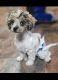 Havapoo Puppies for sale in Trenton, OH, USA. price: $600