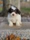Havapoo Puppies for sale in Schoharie, NY 12157, USA. price: $1,500