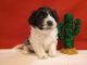 Havapoo Puppies for sale in Bristol, Indiana. price: $700