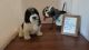 Havapoo Puppies for sale in Port Charlotte, FL, USA. price: NA