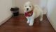 Havapoo Puppies for sale in Port Charlotte, FL, USA. price: $1,200