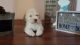 Havapoo Puppies for sale in Port Charlotte, FL, USA. price: $1,200