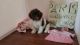 Havapoo Puppies for sale in Port Charlotte, FL, USA. price: $1,500