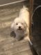 Havapoo Puppies for sale in Hurt, VA 24563, USA. price: $1,400