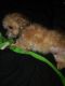 Havapoo Puppies for sale in Houston, TX, USA. price: $400
