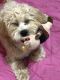 Havapoo Puppies for sale in 3703 Avenue I, Brooklyn, NY 11210, USA. price: NA