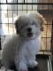Havapoo Puppies for sale in Gilbert, AZ, USA. price: $3