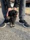 Havapoo Puppies for sale in Paducah, KY, USA. price: NA