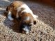 Havapoo Puppies for sale in Conroe, TX, USA. price: $2,500