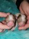 Havapoo Puppies for sale in Cache, OK 73527, USA. price: NA