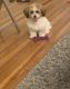 Havapoo Puppies for sale in South Plainfield, NJ 07080, USA. price: $1,000