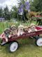 Havapoo Puppies for sale in Seattle, WA, USA. price: $2,000