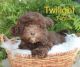 Havapoo Puppies for sale in Dalton, OH 44618, USA. price: $1,100