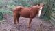 Heck Horse Horses for sale in Los Angeles, CA 90001, USA. price: NA