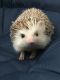Hedgehog Animals for sale in Chandler, AZ, USA. price: NA