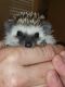 Hedgehog Animals for sale in New Braunfels, TX, USA. price: NA