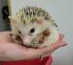 Hedgehog Rodents for sale in Las Vegas, NV, USA. price: NA