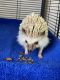 Hedgehog Rodents for sale in Castle Rock, CO 80104, USA. price: NA