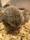 Hedgehog Animals for sale in Hemet, CA, USA. price: NA