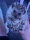 Hedgehog Animals for sale in Cooper City, FL, USA. price: NA