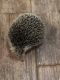 Hedgehog Animals for sale in Tampa, FL, USA. price: $250