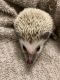 Hedgehog Rodents for sale in Fayetteville, AR 72704, USA. price: NA
