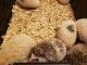Hedgehog Animals