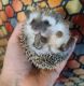 Hedgehog Animals for sale in Victoria, TX, USA. price: NA