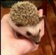 Hedgehog Animals for sale in Brookfield, WI, USA. price: NA