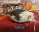 Hedgehog Animals for sale in Hampstead, MD 21074, USA. price: NA