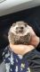 Hedgehog Rodents for sale in Gaithersburg, MD, USA. price: NA