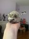 Hedgehog Rodents for sale in Dewitt, NY, USA. price: NA