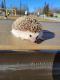 Hedgehog Animals for sale in Warroad, MN 56763, USA. price: NA
