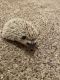 Hedgehog Rodents for sale in Tucson, AZ, USA. price: NA